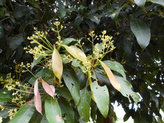Persea americana
