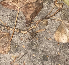 Odiellus spinosus