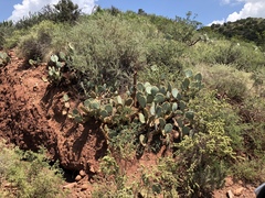 Opuntia arizonica