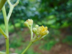 Persea americana