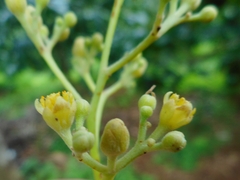 Persea americana