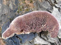 Trichaptum byssogenum