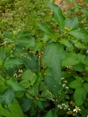 Synedrella nodiflora