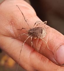 Odiellus spinosus