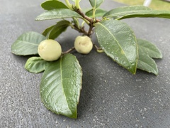 Elaeodendron croceum