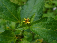 Synedrella nodiflora