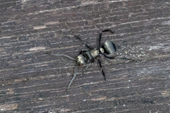 Polyrhachis daemeli