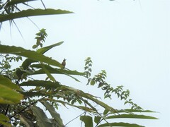 Rubigula flaviventris