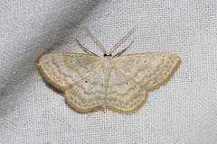 Scopula immutata