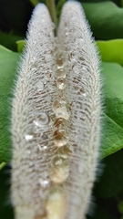 Aristolochia ringens