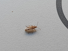 Belonochilus numenius