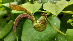 Aristolochia ringens