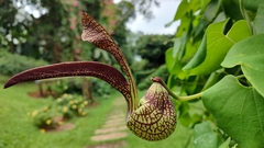 Aristolochia ringens