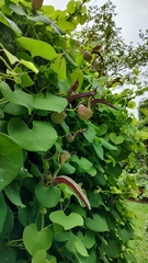 Aristolochia ringens