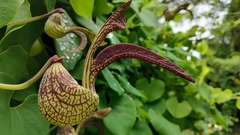 Aristolochia ringens