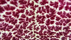 Aristolochia littoralis