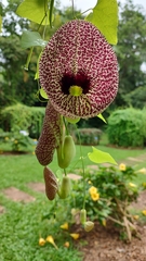 Aristolochia littoralis