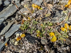 Antennaria alpina