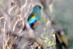 Psephotus varius