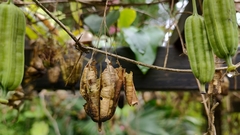 Aristolochia littoralis