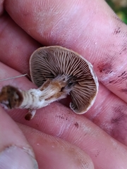 Cortinarius hemitrichus