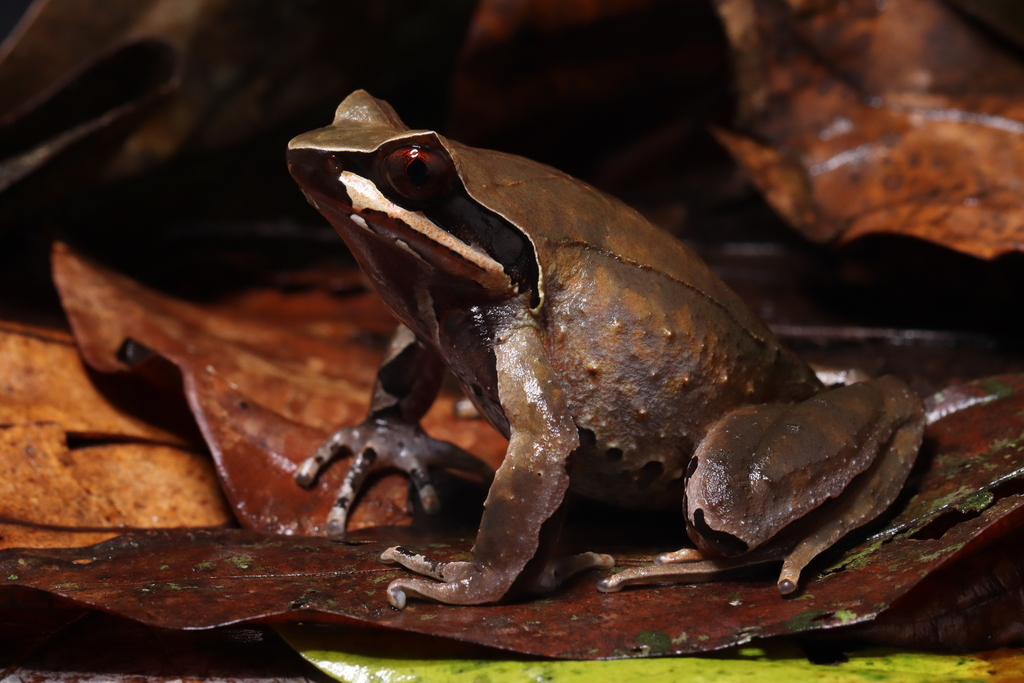 Truong Son Horned Toad