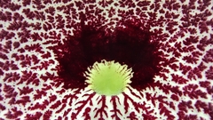 Aristolochia littoralis