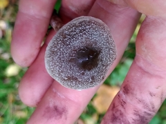 Cortinarius hemitrichus