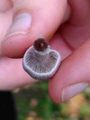 Cortinarius hemitrichus