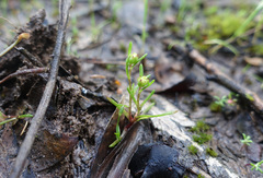 Brachyscome perpusilla