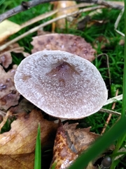 Cortinarius hemitrichus