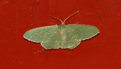 Hemithea aestivaria