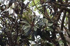 Planchonella obovata