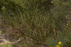 Banksia dallanneyi