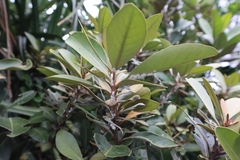 Planchonella obovata