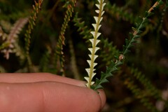 Banksia dallanneyi