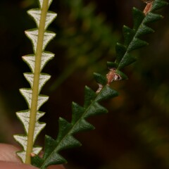 Banksia dallanneyi