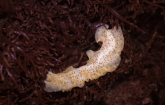 Enchiridium punctatum