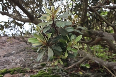 Planchonella obovata