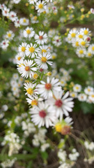 Symphyotrichum pilosum pilosum