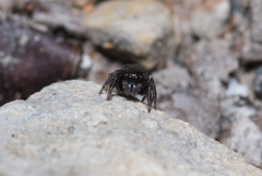 Euophryini