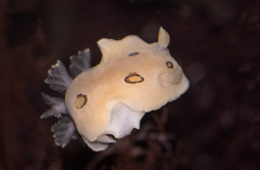 Diaulula sandiegensis