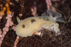 Diaulula sandiegensis