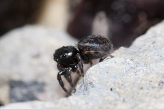 Euophryini