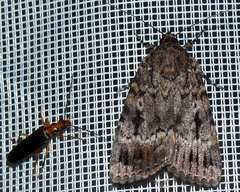 Nacerdes carniolica