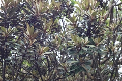 Planchonella obovata