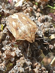Eurygaster testudinaria