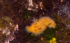 Euphrosine aurantiaca