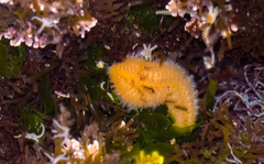 Euphrosine aurantiaca