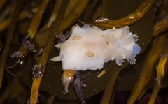 Diaulula sandiegensis